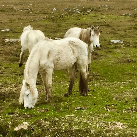 Earls View Maxi Pod Lyxtält