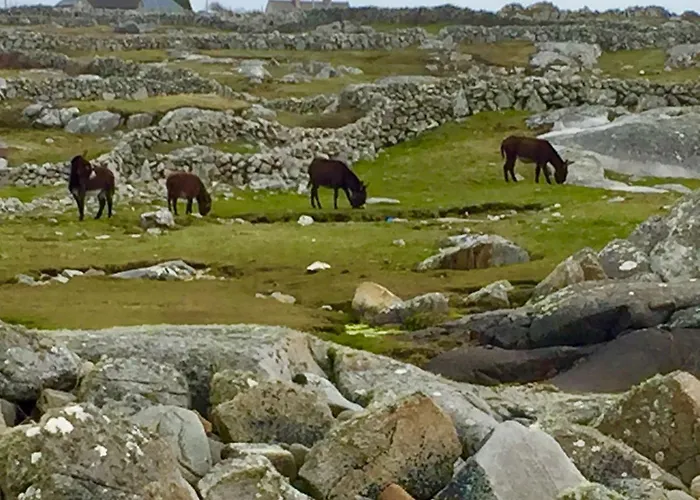 Earls View Maxi Pod * Carna