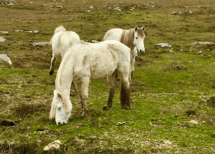 Earls View Maxi Pod Glamping